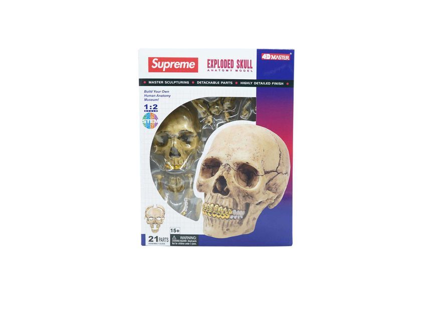 Supreme 4D Model Human Skull Natural
